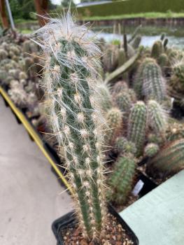 Oreocereus celsianus
